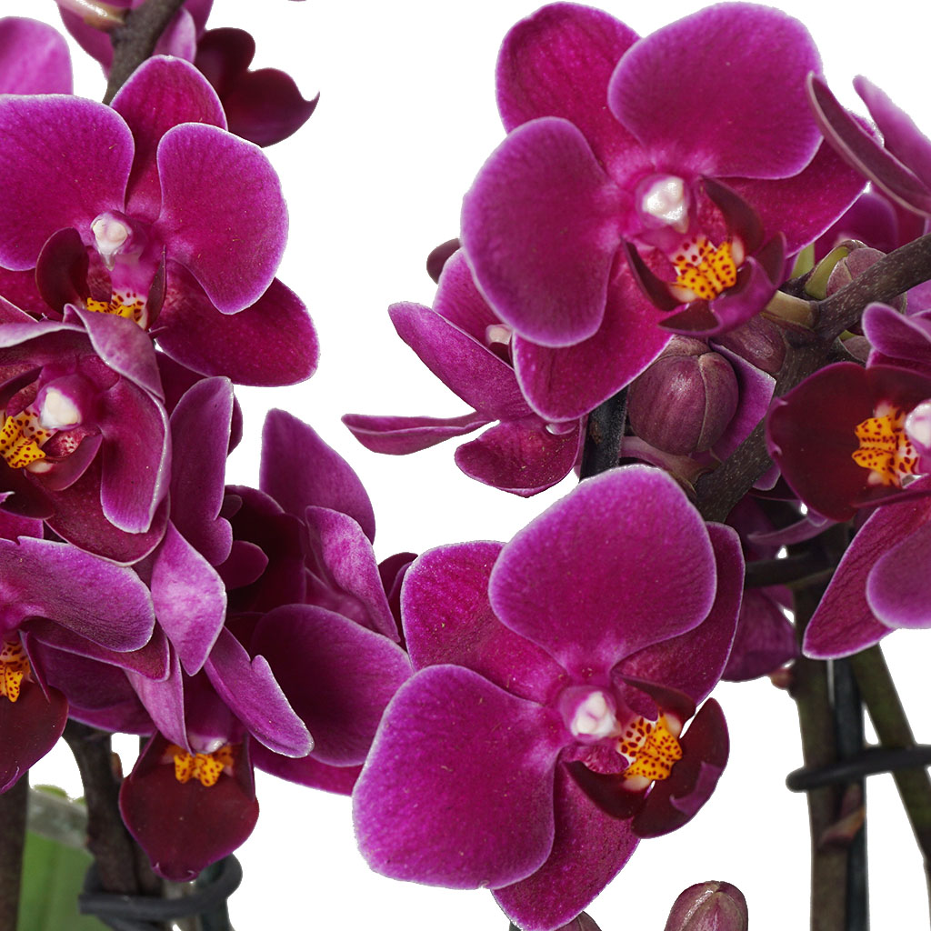 Purple Orchid Garden (Tasarım Mor Orkide)