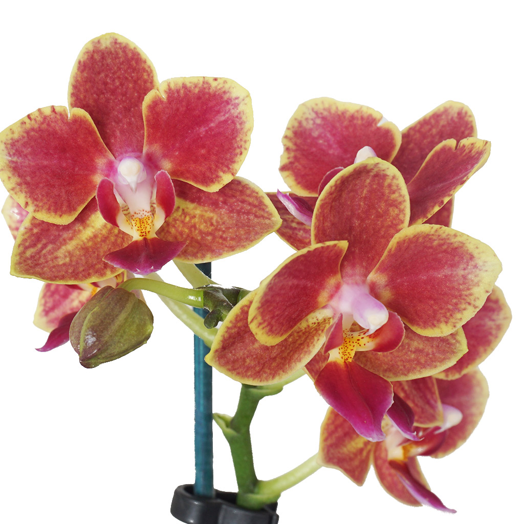 Coral Orchid Garden (Ateş Orkide Tasarım)