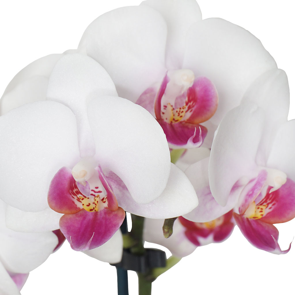 White Orchid Garden (Tasarım Beyaz Orkide)