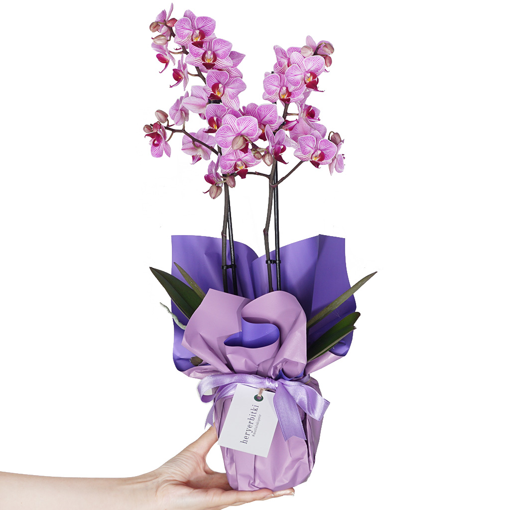 mor paketli pembe alacalı orkide