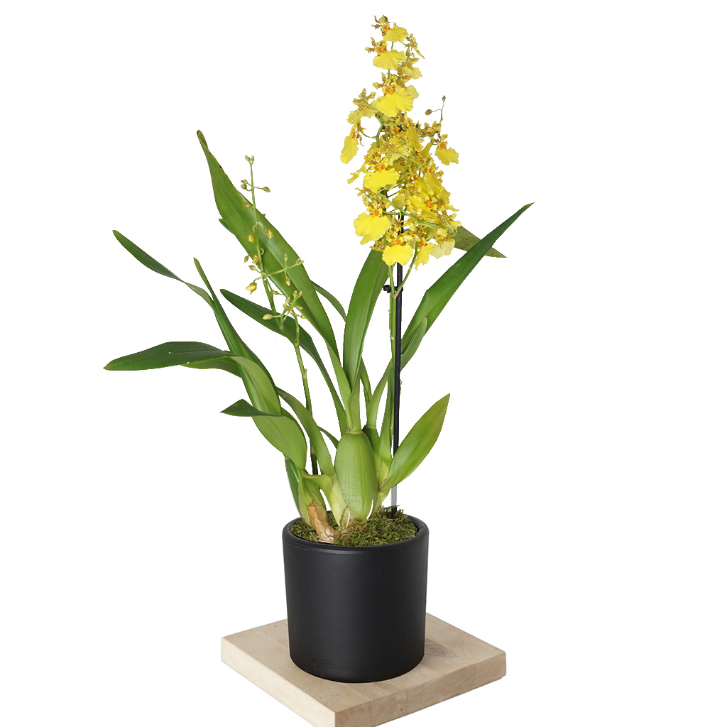 Oncidium Orchid (Sarı Orkide)