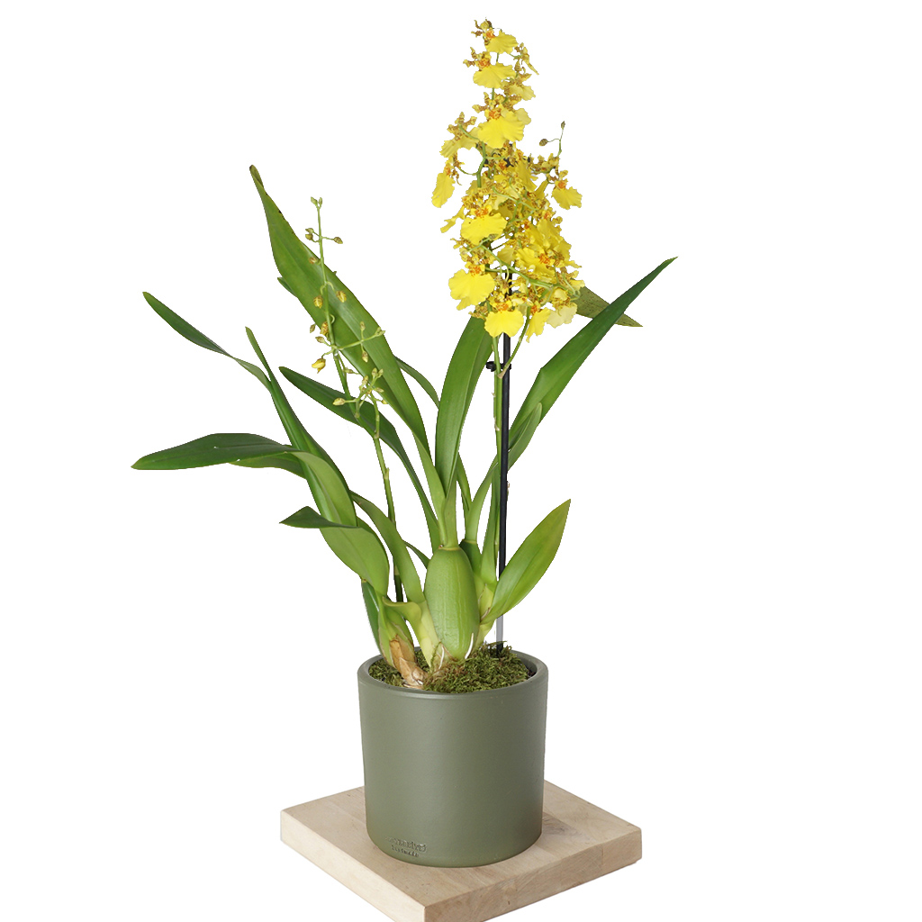 Oncidium Orchid (Sarı Orkide)