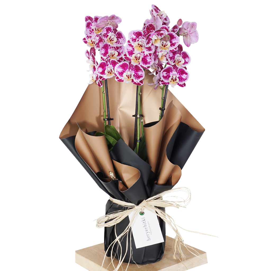Perfection Orchid Gift (Pembe Benekli Orkide)