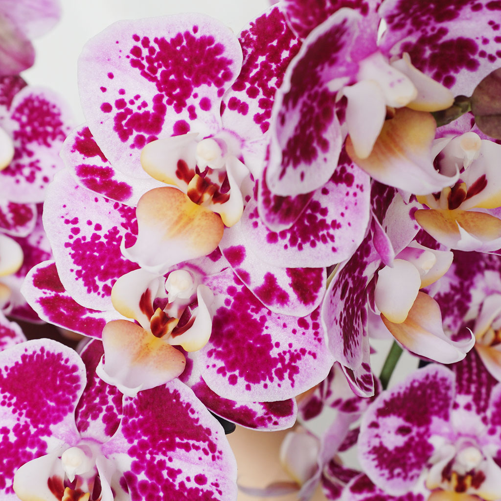 Perfection Orchid Gift (Pembe Orkide)