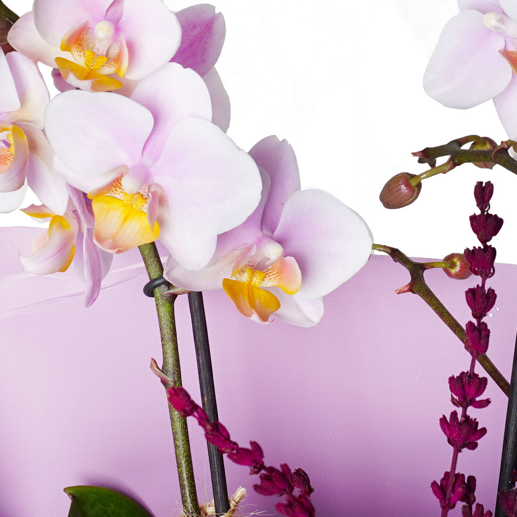 detay lila orkide