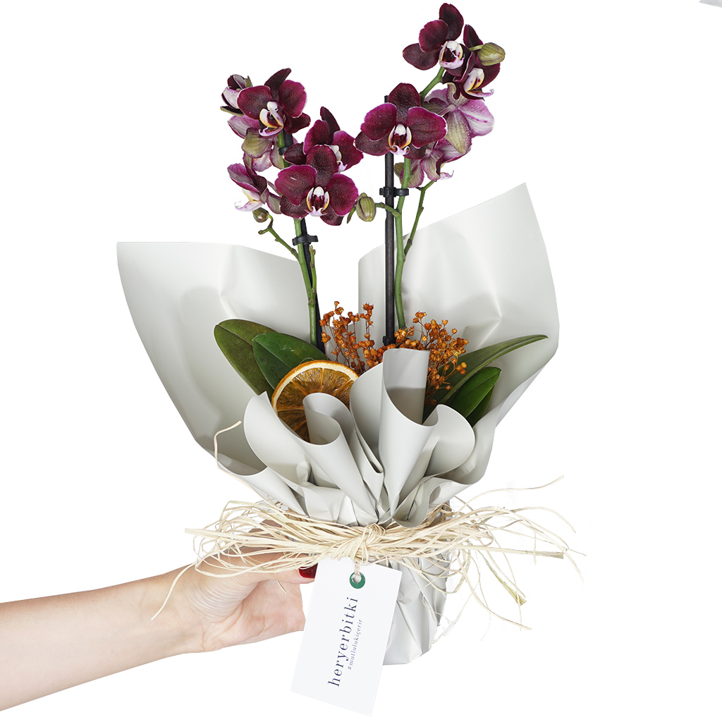 Chocolate Orchid Gift (Çikolata Orkide)