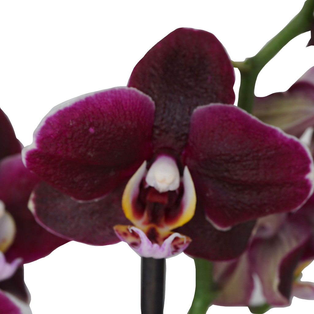 Chocolate Orchid Gift (Çikolata Orkide)