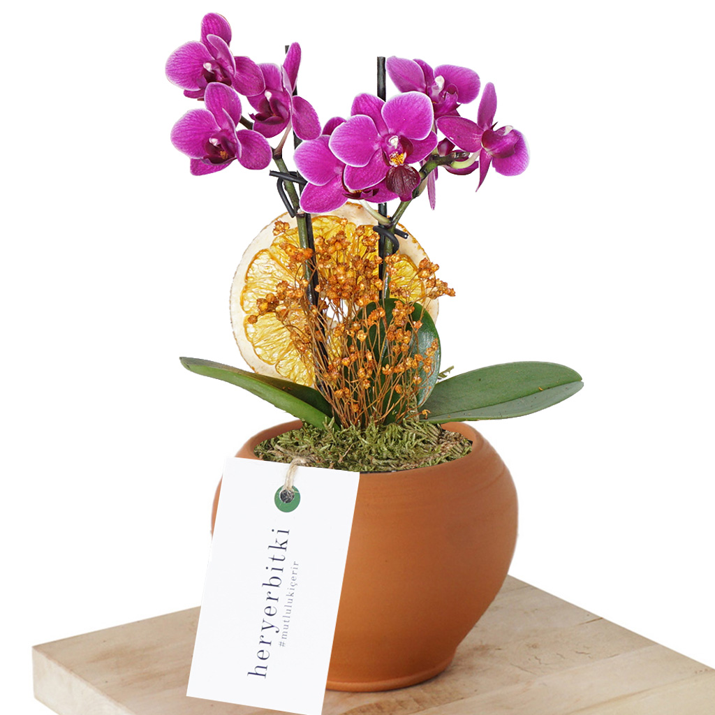 terracotta saksıda mor orkide aranjmanı