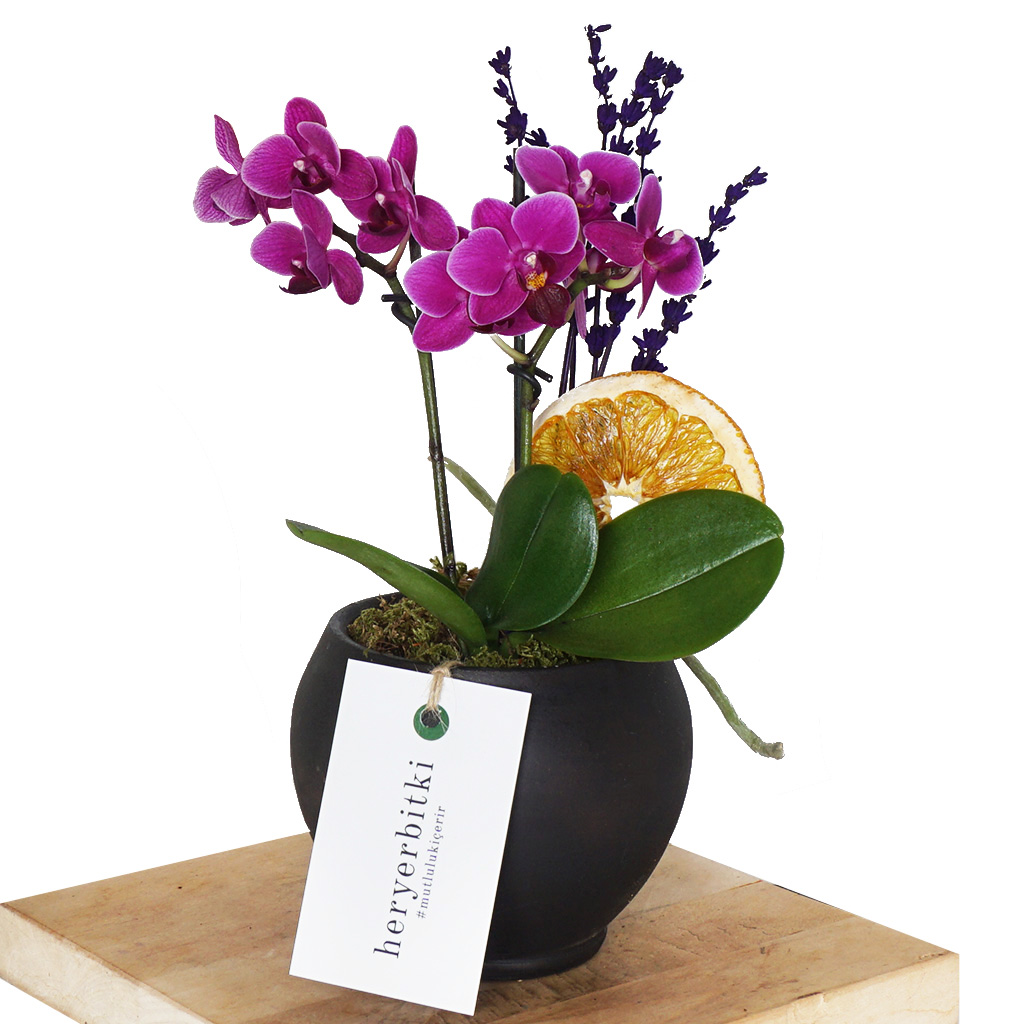 Sweet Purple Orchid (Mor Orkide)