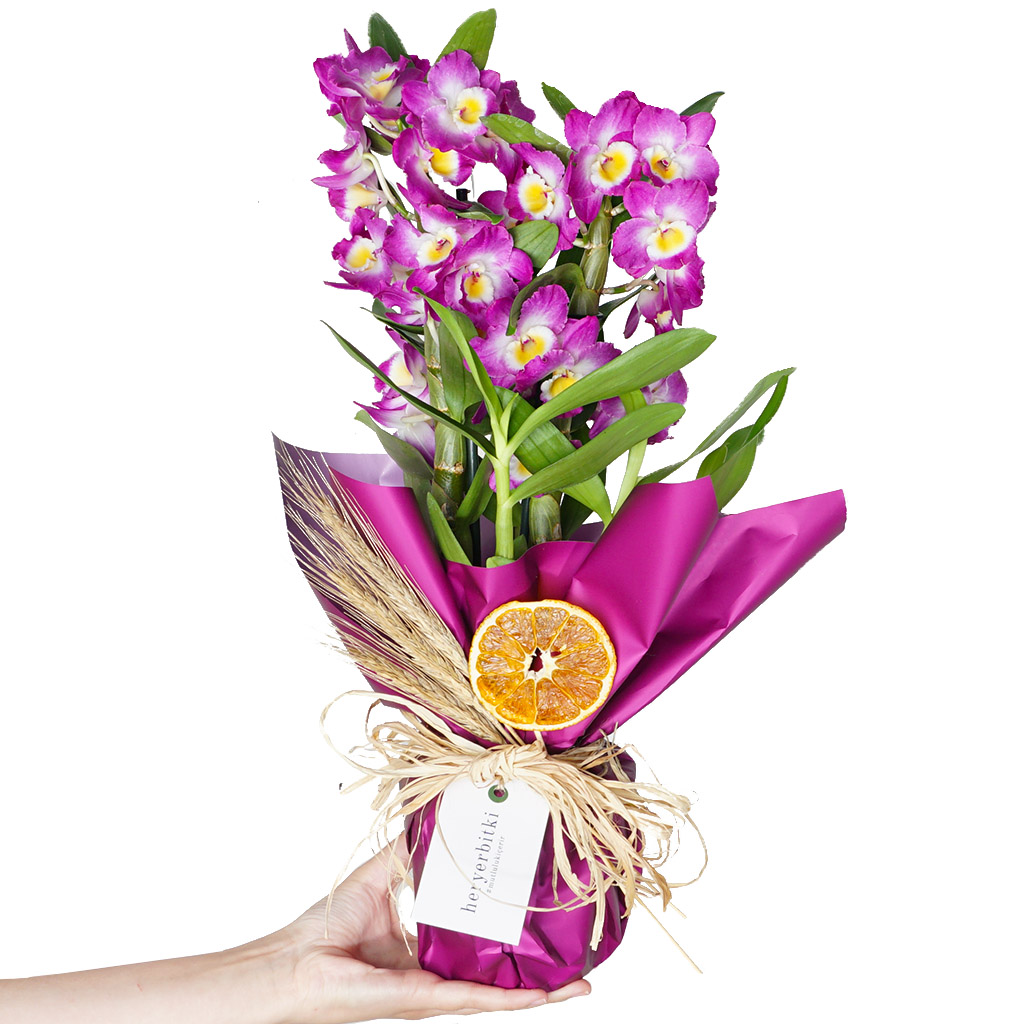 hediye paketli mor kokulu orkide