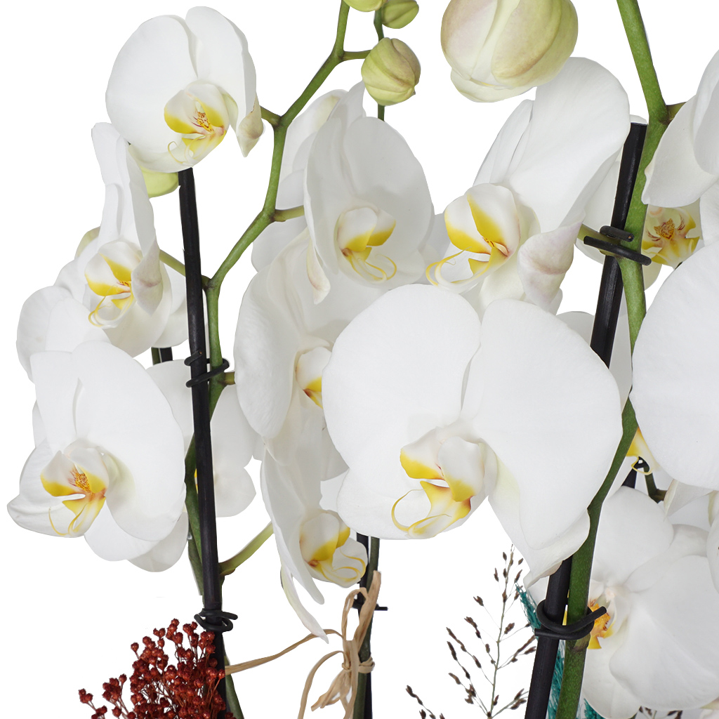 beyaz 6 dallı orkide kandilleri