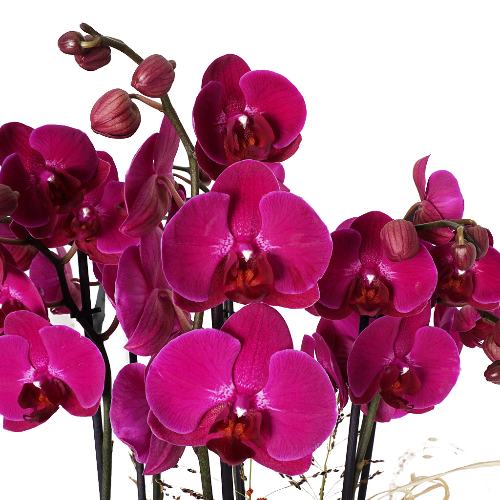 6 dallı mor orkide kandilleri