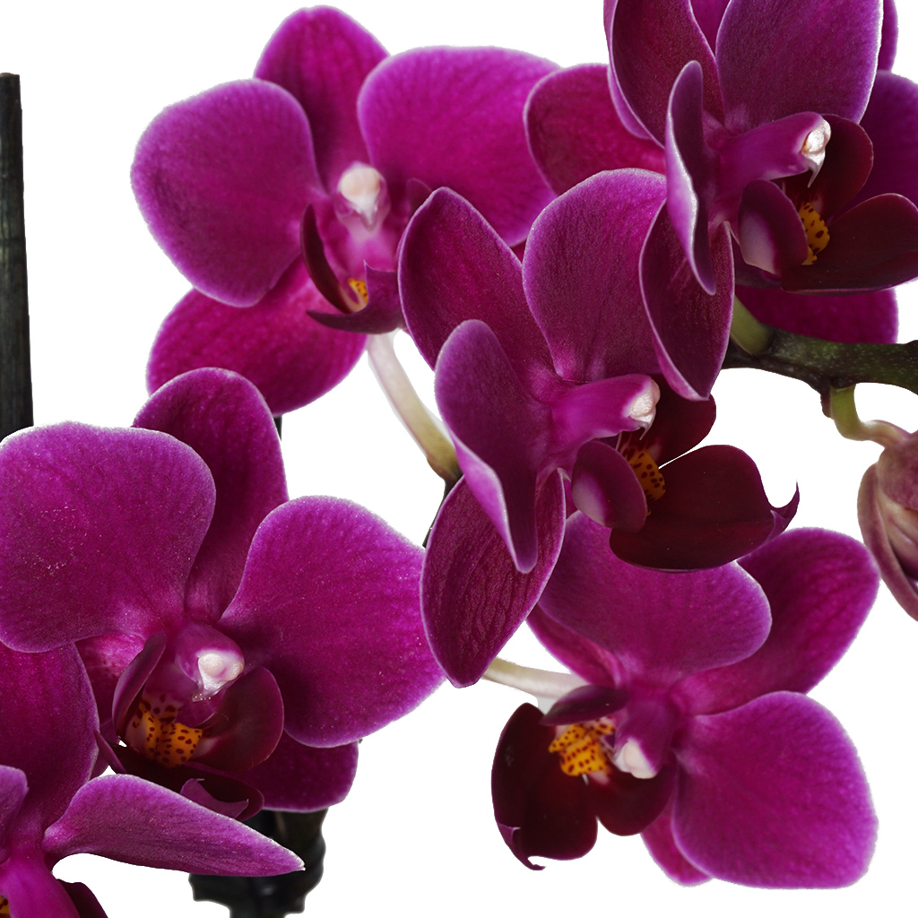 yakın çekim mor orkide