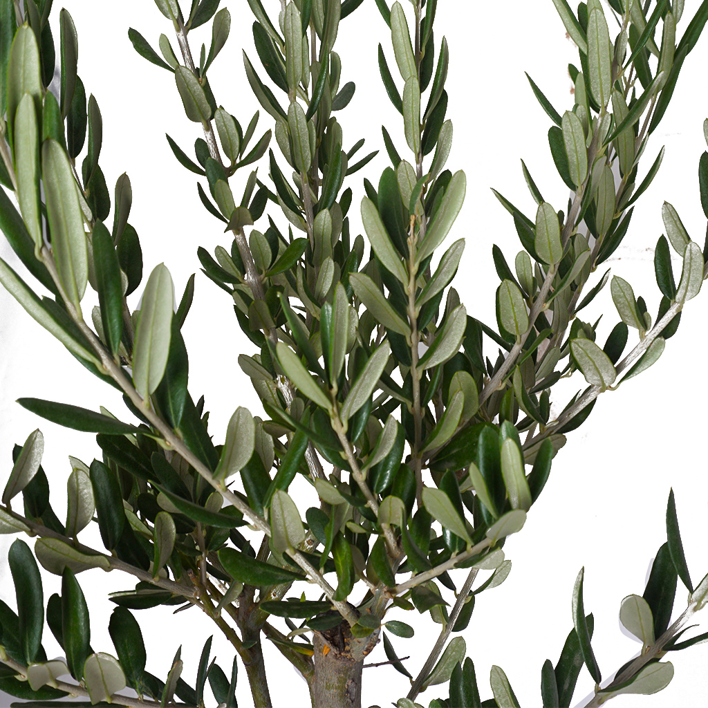 Olive Tree Premium (Zeytin Ağacı)