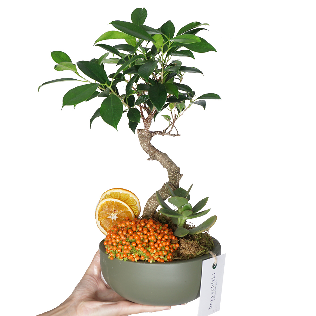 s gövdeli bonsai teraryum