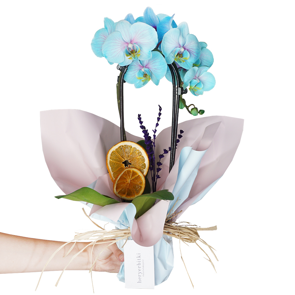 hediye paketli mavi orkide