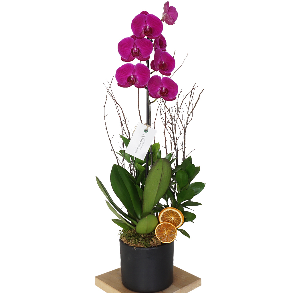 siyah saksıda tasarım mor orkide