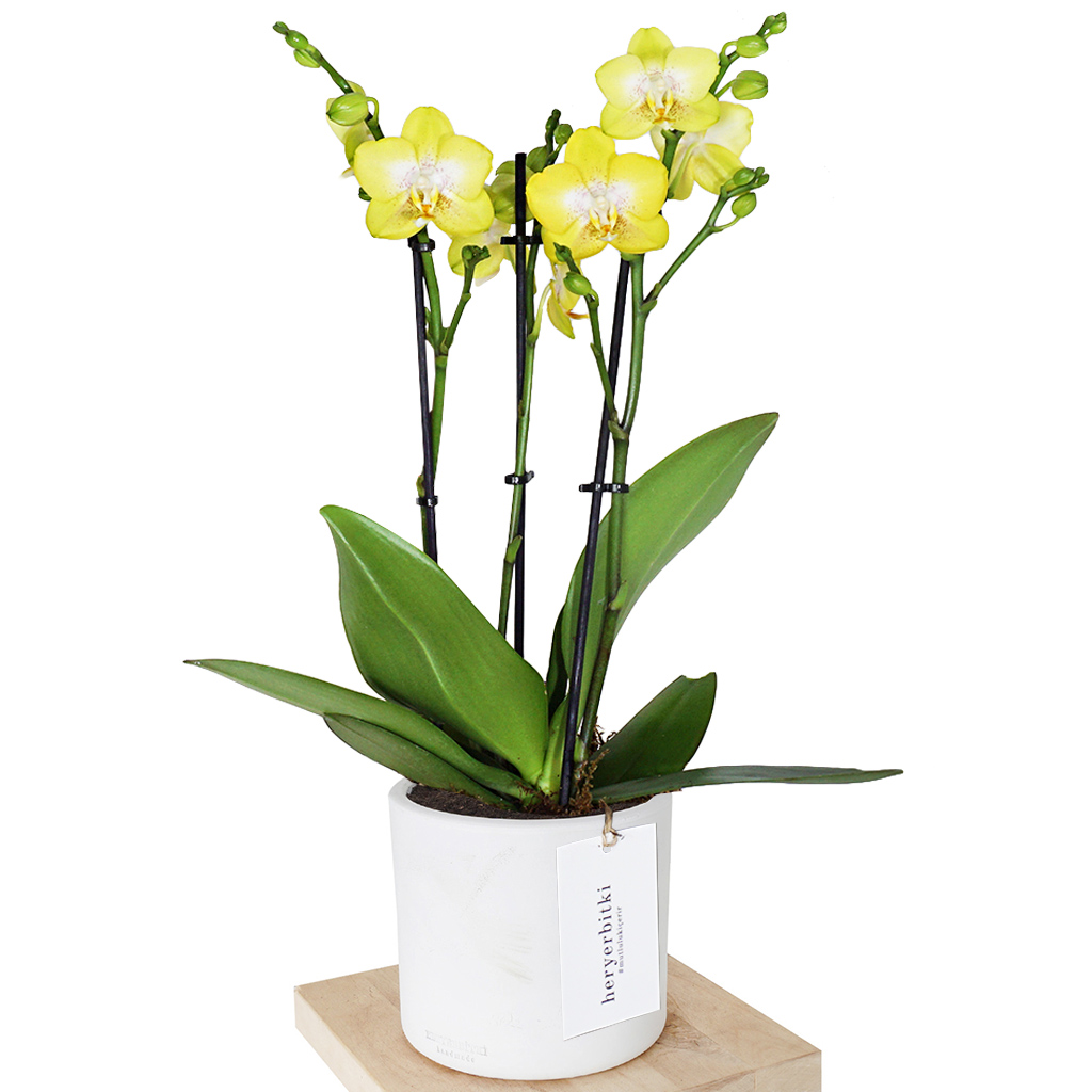 Lemon Drop Orchid (Sarı Orkide)