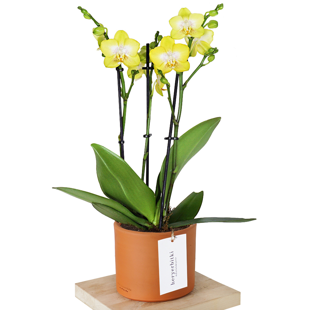 Lemon Drop Orchid (Sarı Orkide)