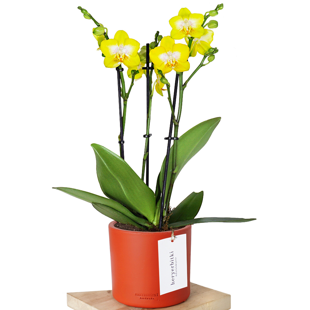 Lemon Orchid (Sarı Orkide)
