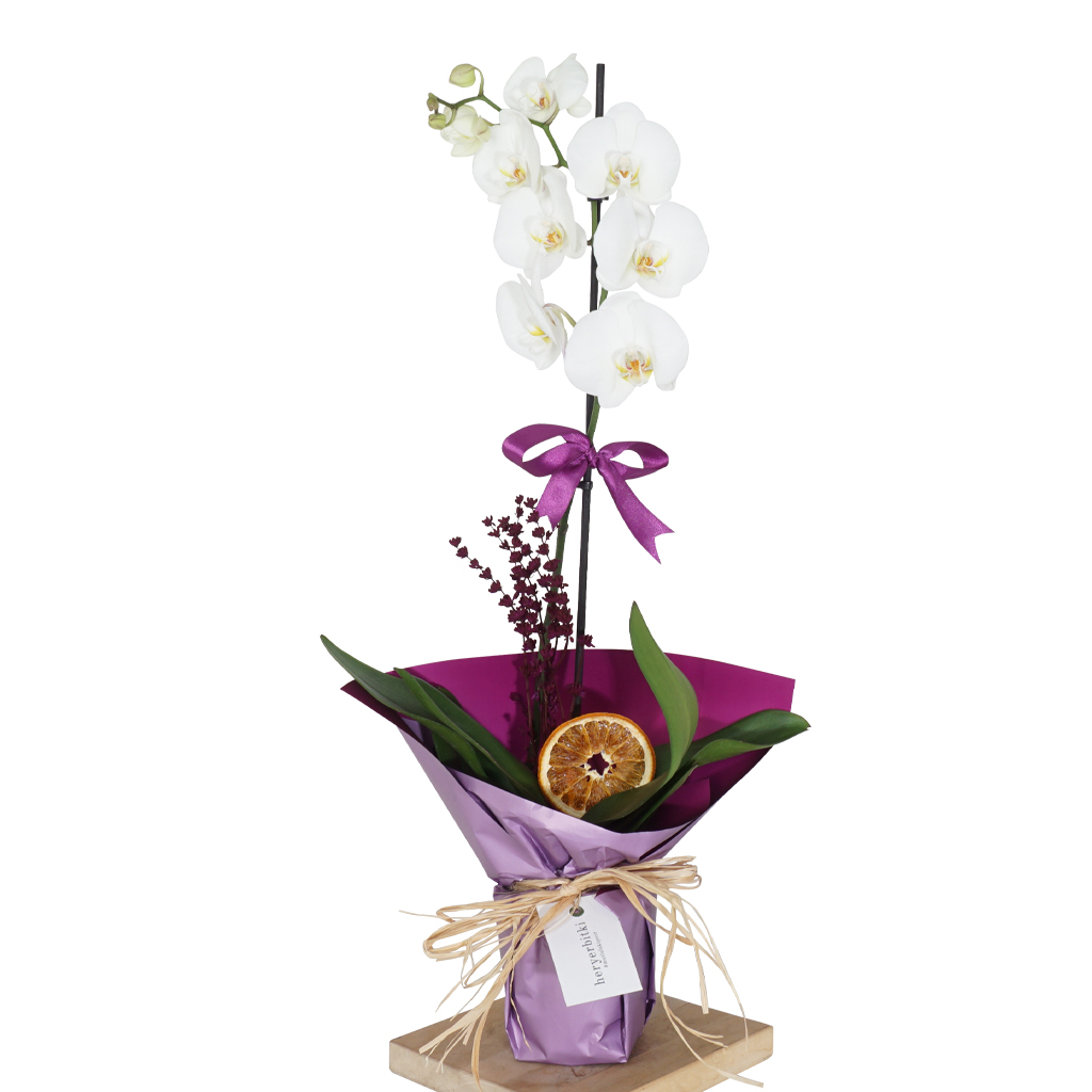 White Orchid Gift (Tek Dallı Beyaz Orkide)