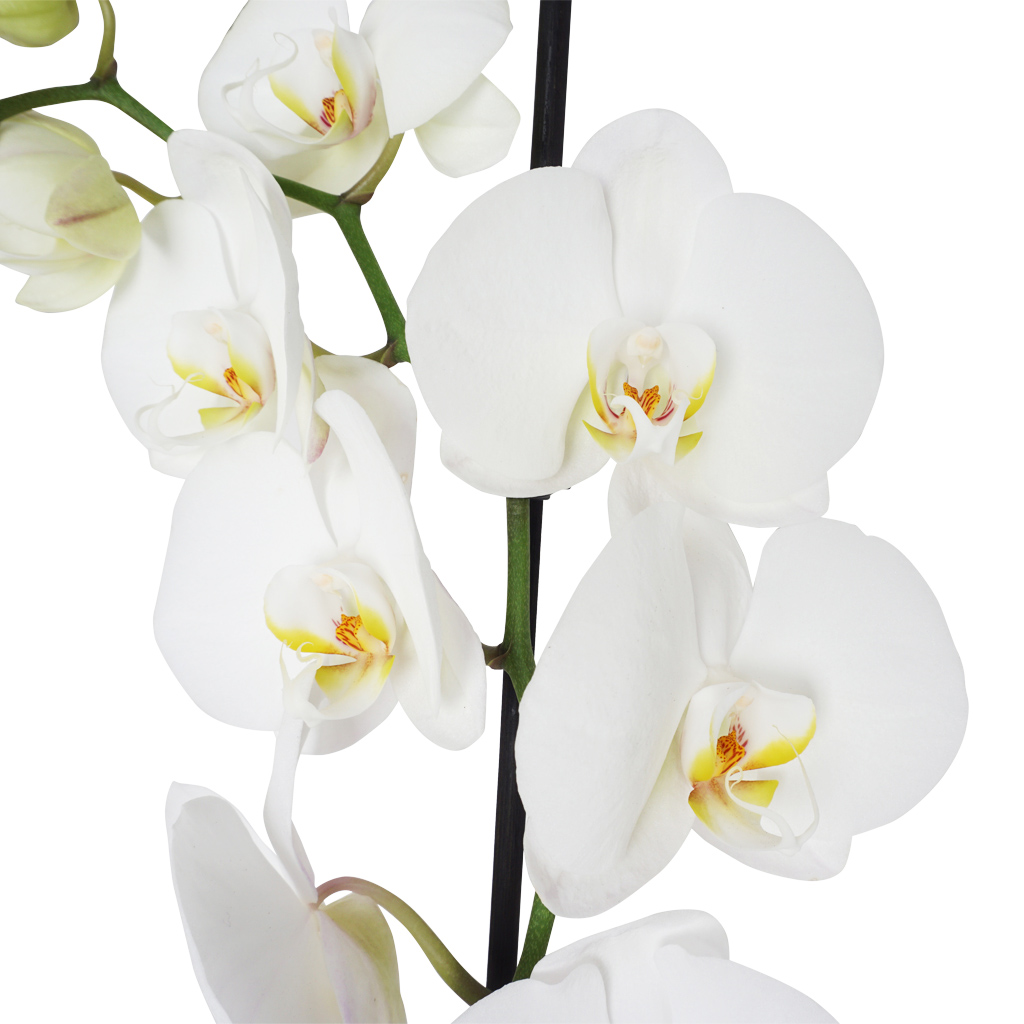 White Orchid Gift (Tek Dallı Beyaz Orkide)
