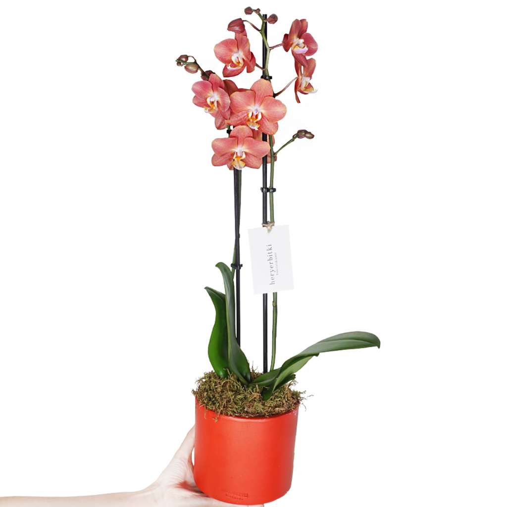 kırmızı saksıda özel orkide