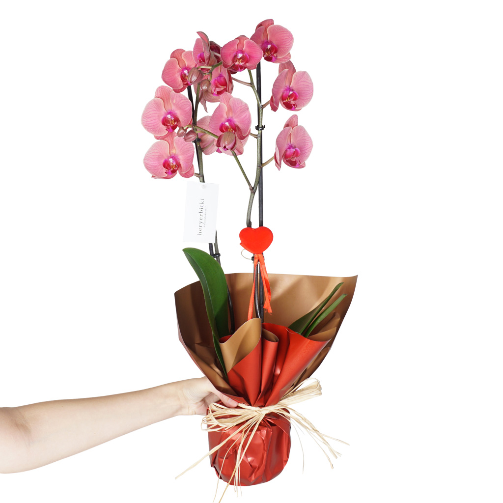 elde tutulan kırmızı paketli kalpli ateş orkide