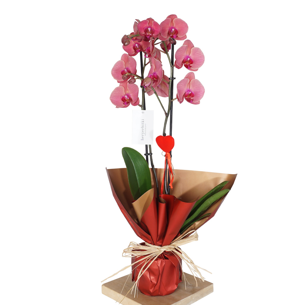 Coral Orchid Love Gift (Ateş Orkide)