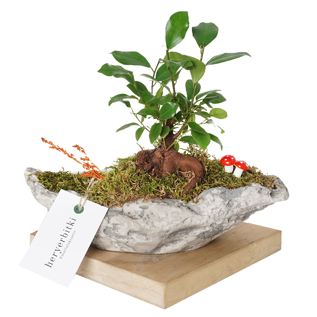 taş saksıda bonsai aranjmanı