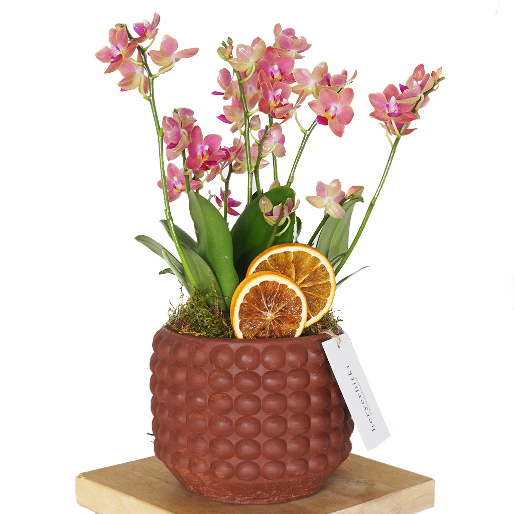 bonbon saksıda 6 dallı coral orkide