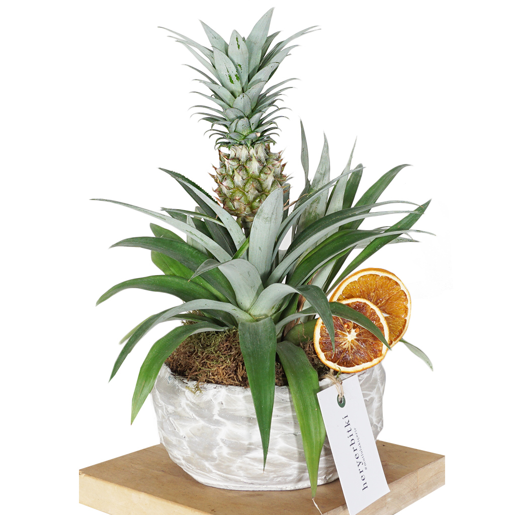 Pineapple (Ananas Bitkisi)