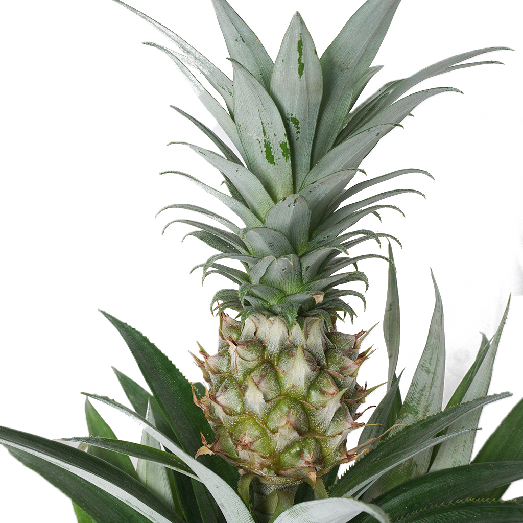 Pineapple (Ananas Bitkisi)
