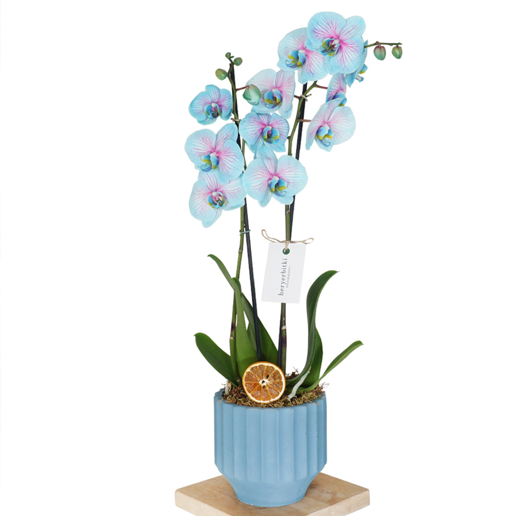 mavi saksıda alacalı mavi orkide