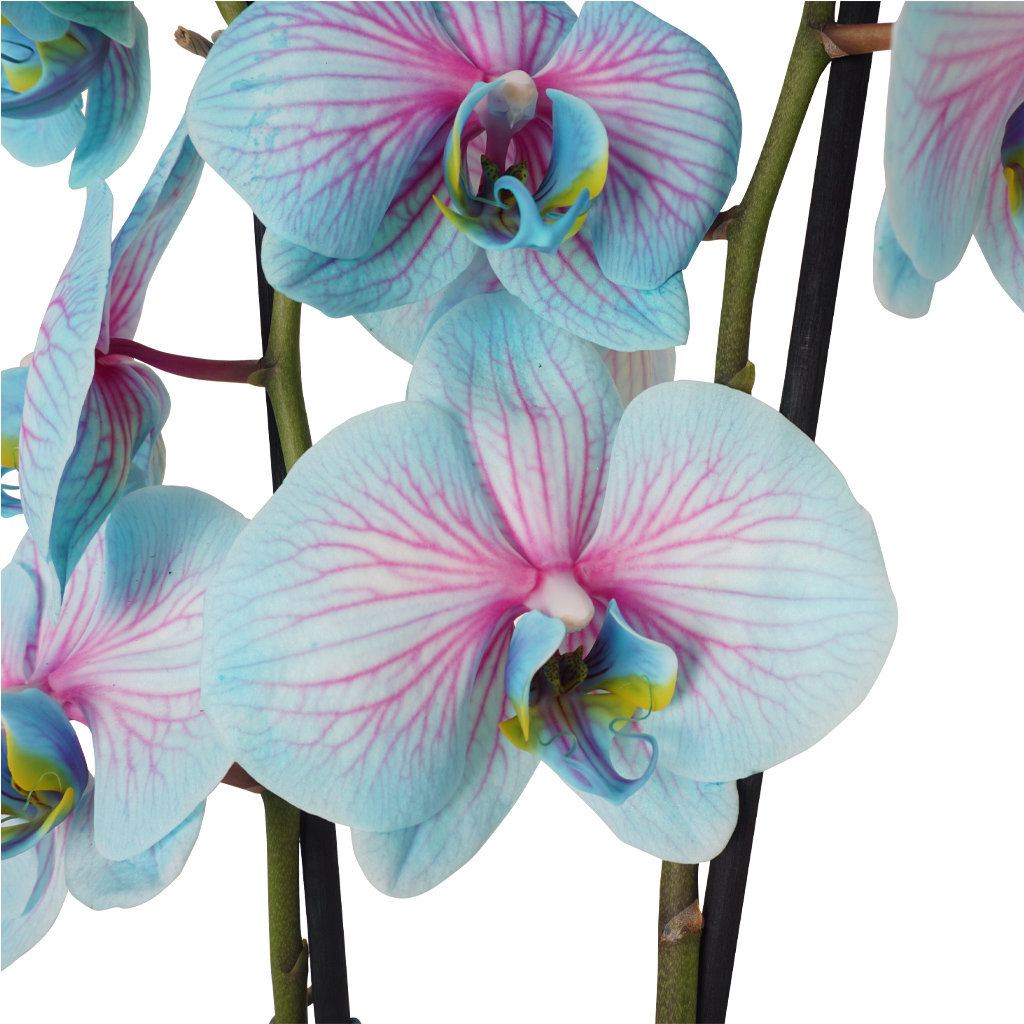 alacalı orkide yakın çekim