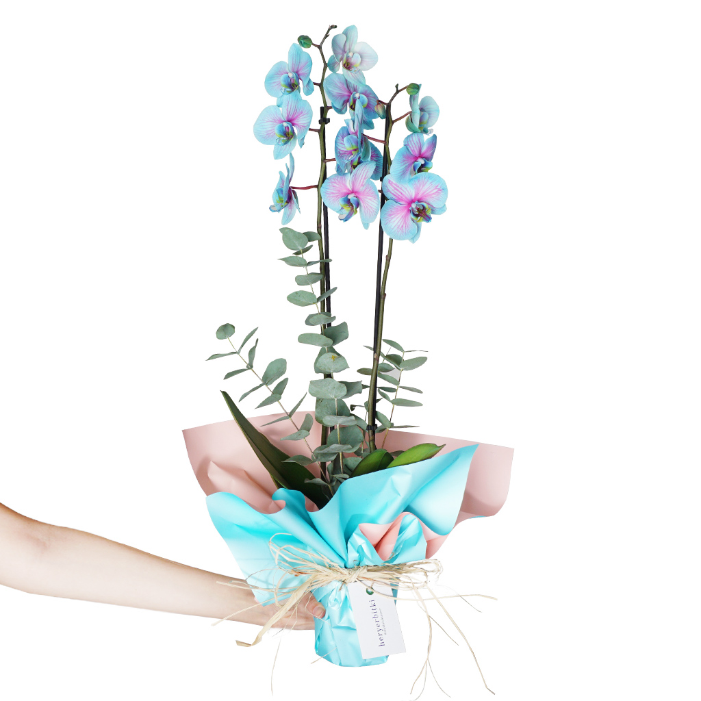 hediye paketli alacalı mavi orkide