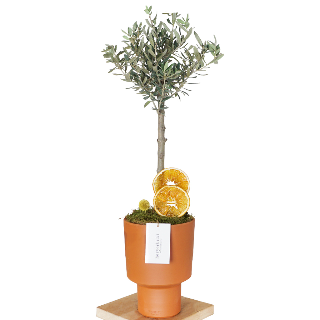 Olive Tree Special Terracotta (Zeytin Ağacı Aranjmanı)