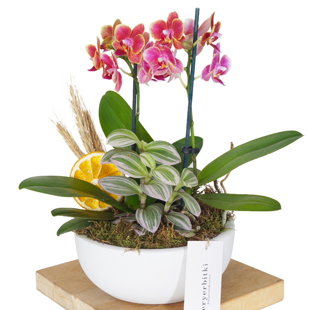 Coral Orchid & Nanouk Gift (Orkide ve Telgraf Çiçeği)