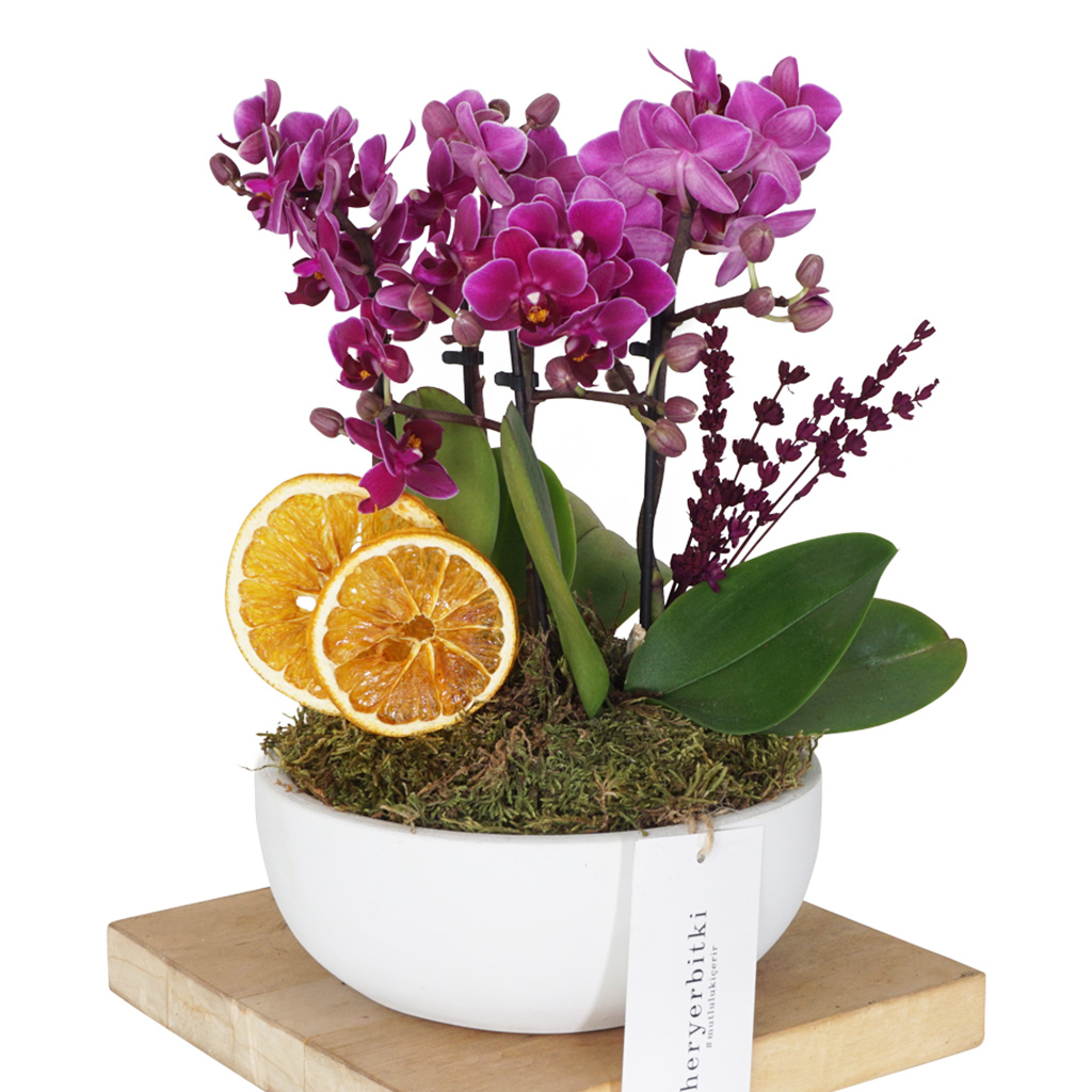 Purple Orchid Garden (Mor Orkide Tasarım)