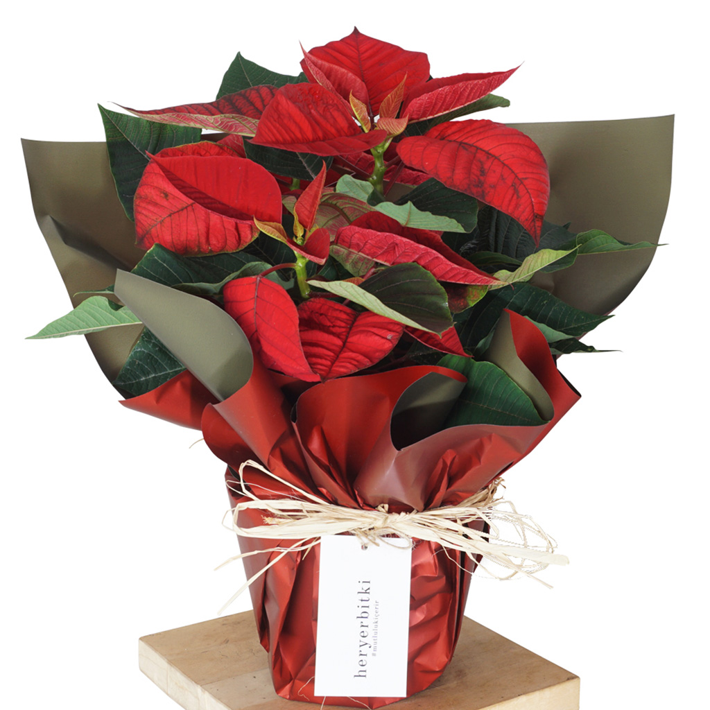 Poinsettia Gift (Atatürk Çiçeği)