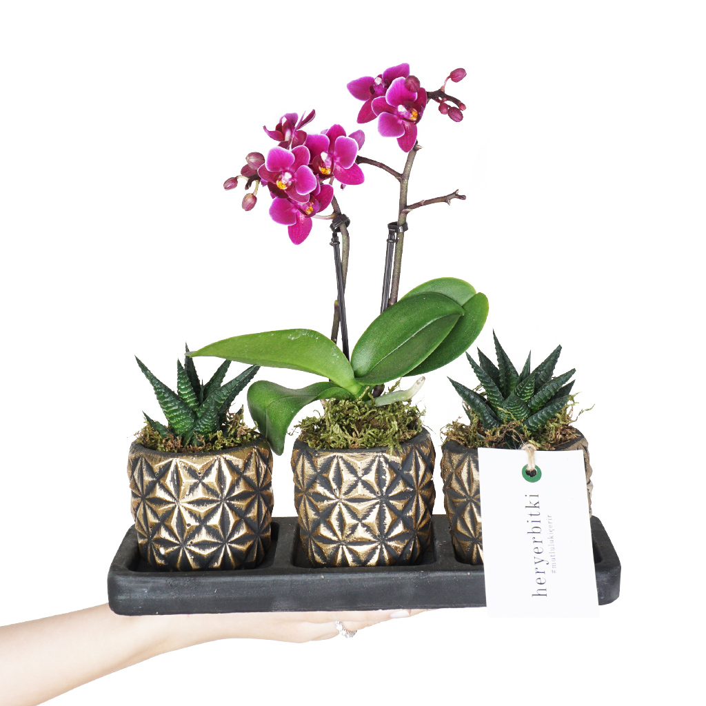 3lü gold saksıda orkide ve sukulent aranjmanı