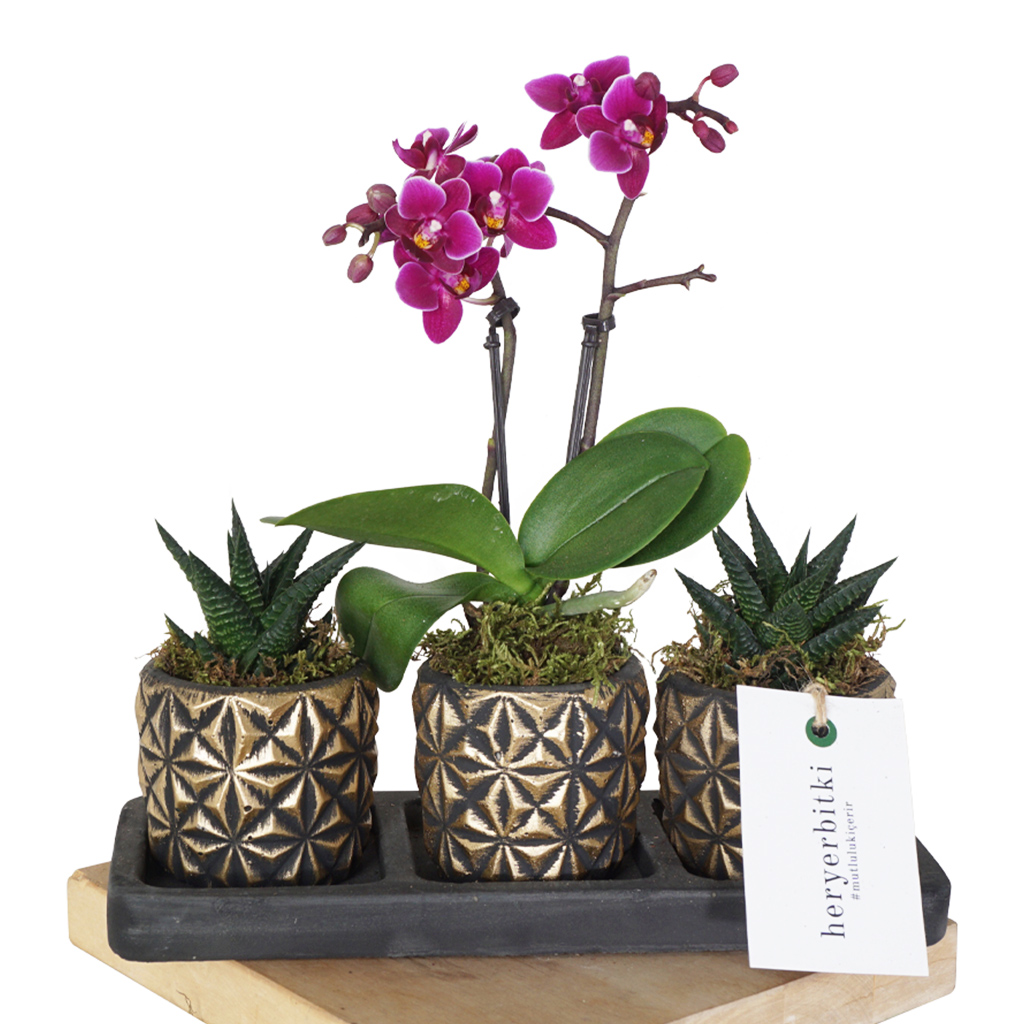 Golden Purple Orchid (Mor Orkide & Sukulent)