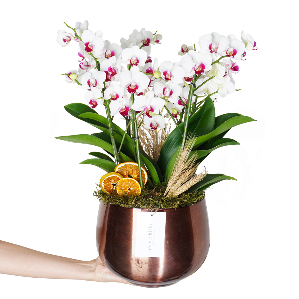 Deluxe White Orchid (Beyaz Çok Dallı Orkide)