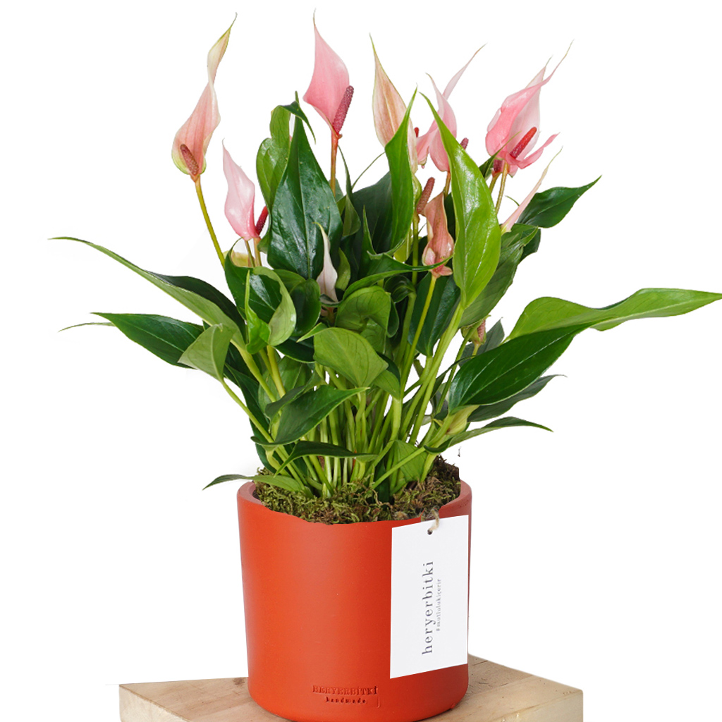 Great Special Lily (Pembe Antoryum)