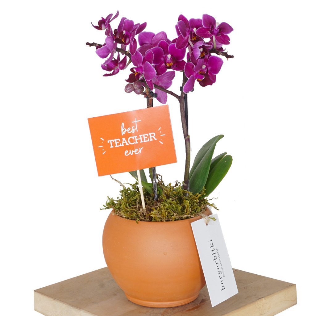 Best Teacher Orchid (Öğretmenler Günü Mor Orkide)