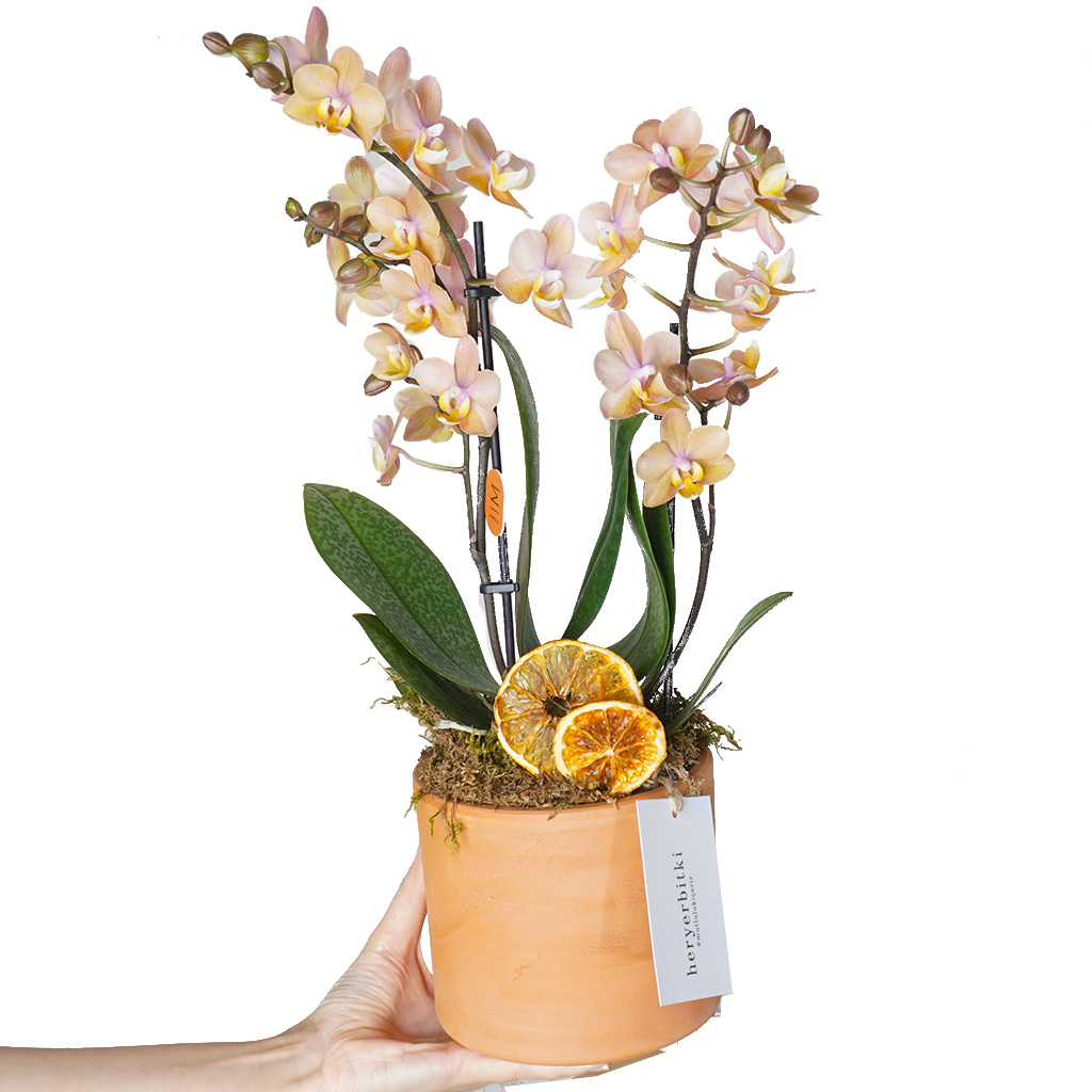 Soft Color Orchid (Kokulu Orkide)