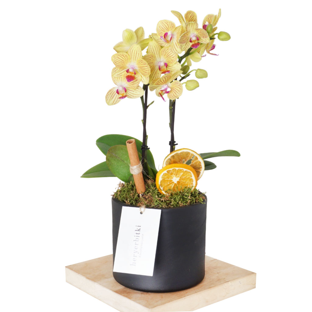 Honey Orchid (Midi Sarı Orkide)