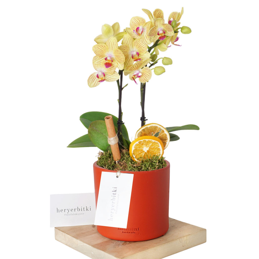 Honey Orchid (Midi Sarı Orkide)