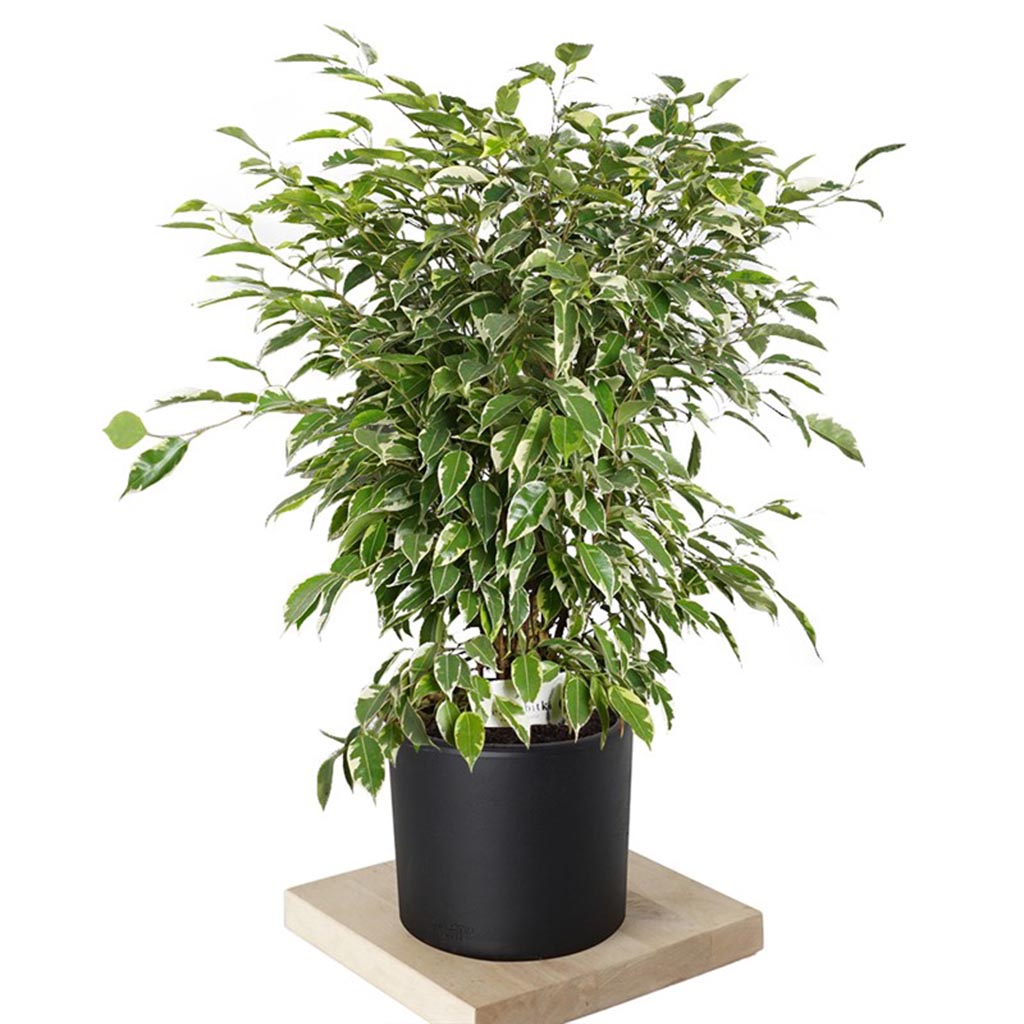 Ficus Benjamin Starlight