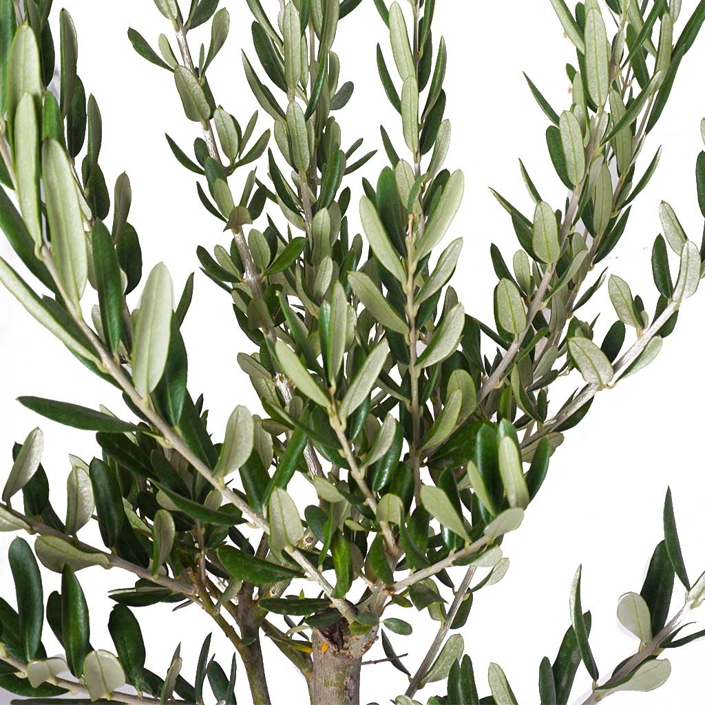 Olive Tree Gift (Büyük Zeytin Ağacı)